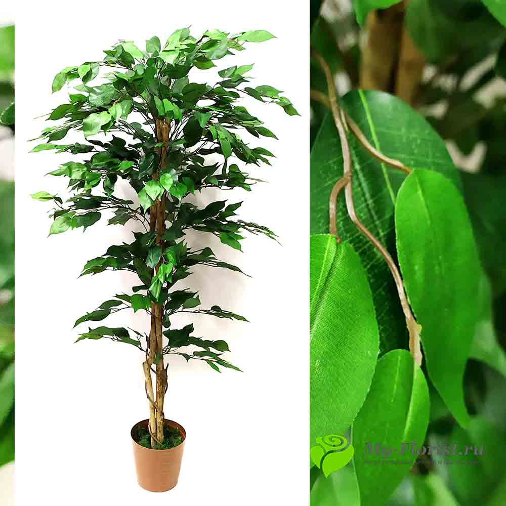 Деревья искусственные - Фикус бенджамин искусственное зеленый дерево 150 см. купить в магазине "Мой флорист. ру"