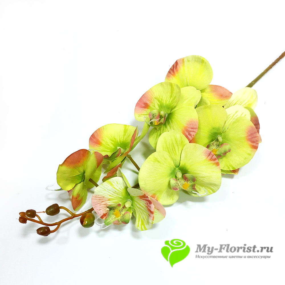 Орхидея "Фьюжн" 102 см. (Зеленая) - Цветы премиум класса от My-Florist.ru