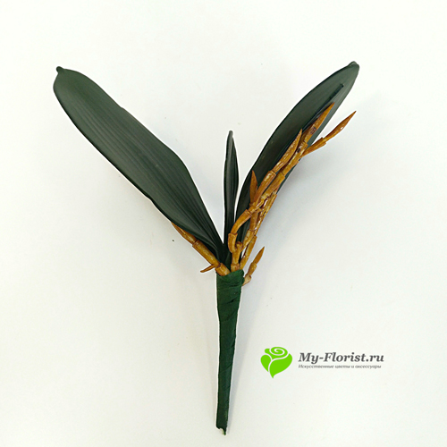 декоративная зелень и листья - Подкустник орхидеи малый 21,5 см.